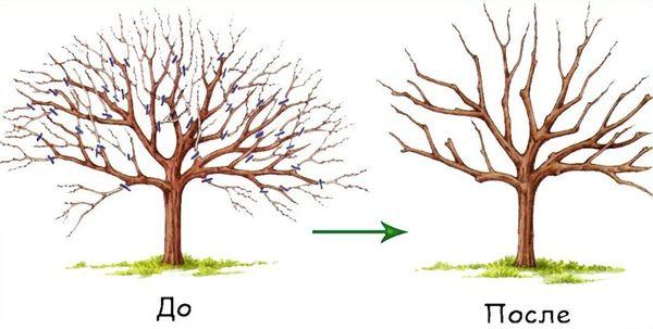 obrezovanje češnje