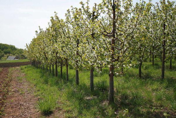 plants de cerisiers