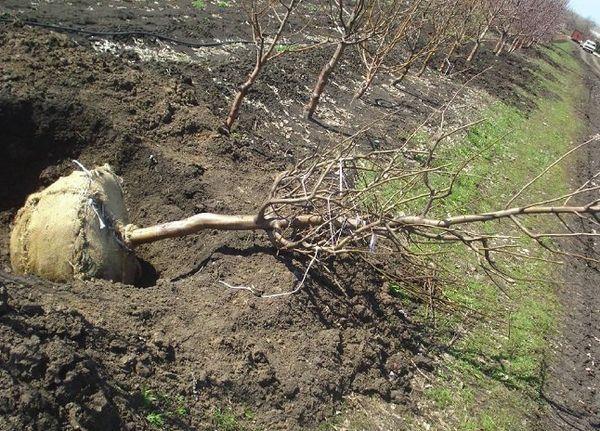 planter des cerises