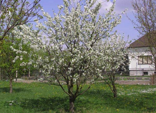 Período de floração 