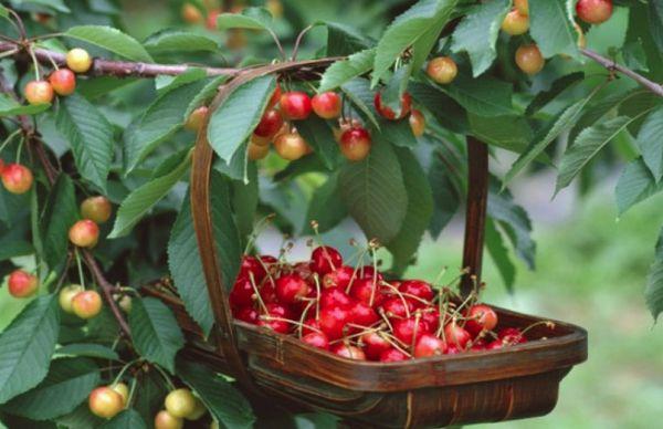 Fruits de cirera