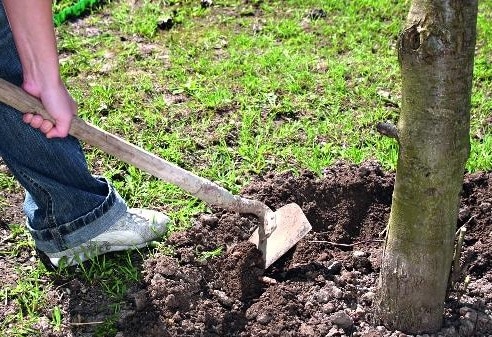 плијевљење стабала јабуке