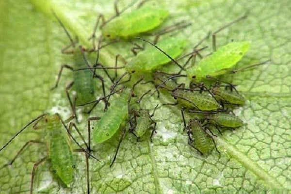 napinsala ng aphids