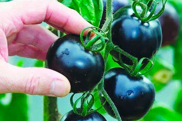 schwarze Tomaten im Freiland