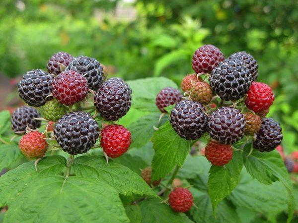 Himbeeren im Wald