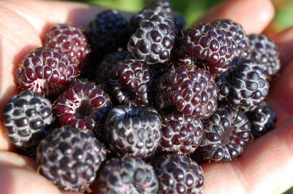 Himbeeren in der Hand