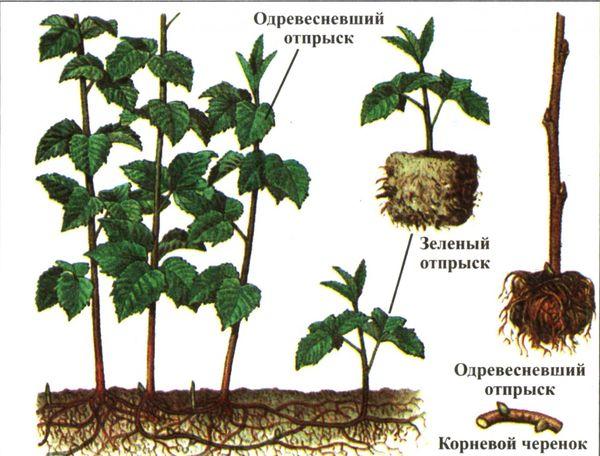 boutures de framboises