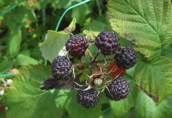 Blackberry