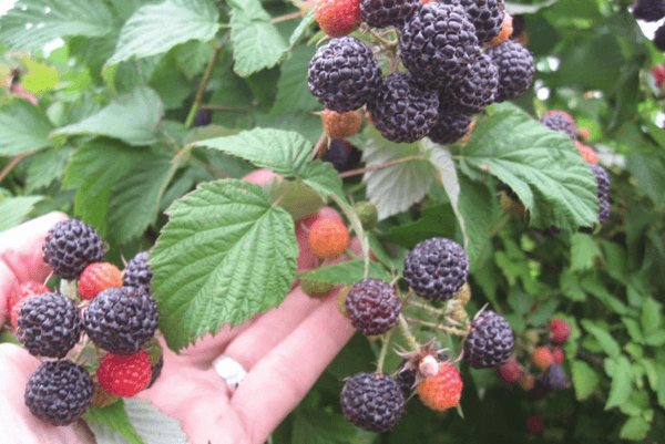 faire pousser des framboises