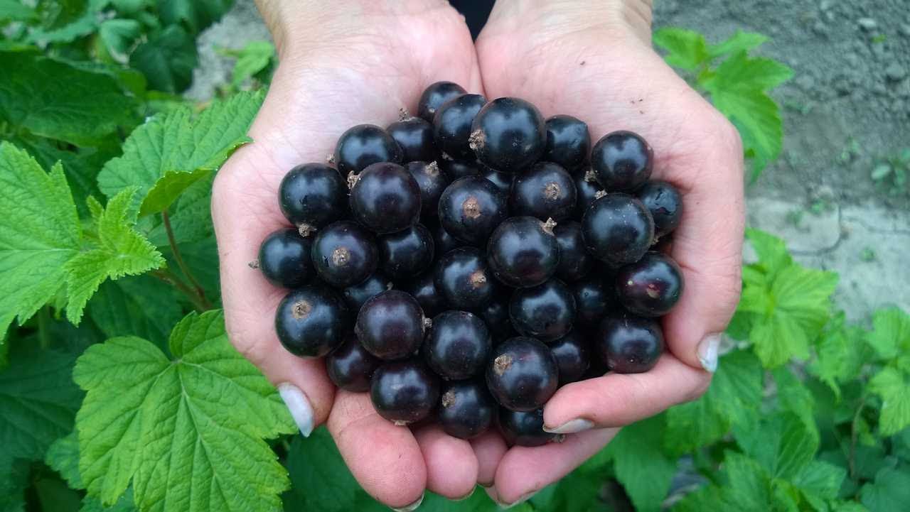 Beeren in den Händen