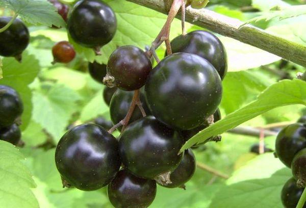 Vigorous currant