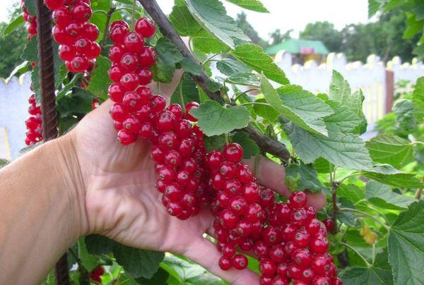 currants for the Urals