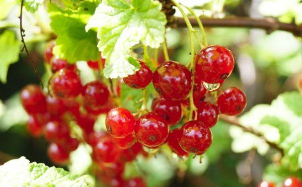 currant Beloved