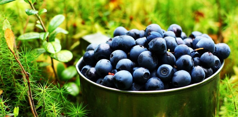 Mứt blueberry