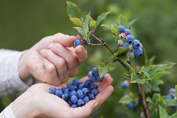 Blaubeeren zubereiten