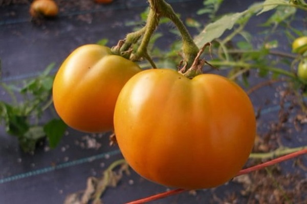 Baltische Tomaten 