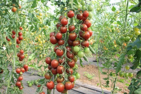 Rezensionen über Tomaten