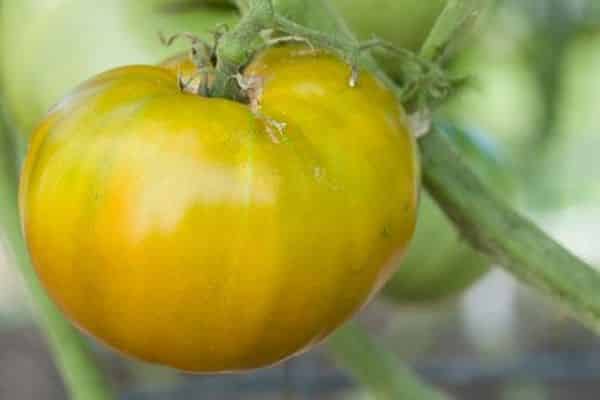 Popis zlaté odrůdy rajčat Cherokee Green, vlastnosti pěstování a péče