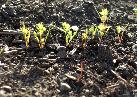 carrot seedlings