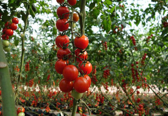 cherry tomato in open ground