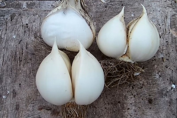 gigantische knoflook