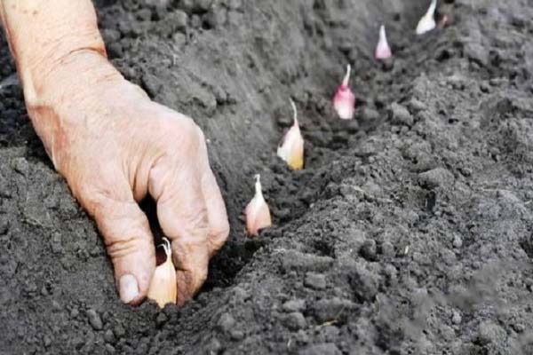 garlic propagation