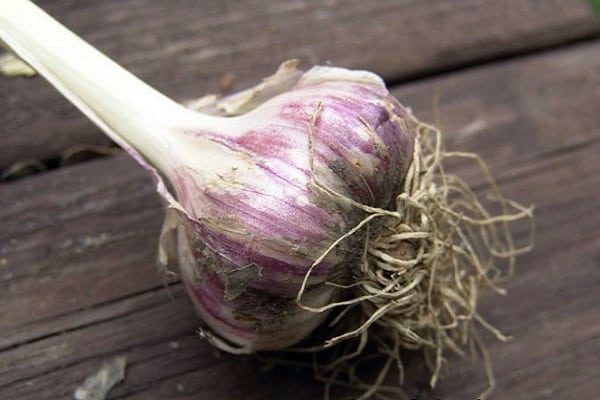 sortenreiner Knoblauch