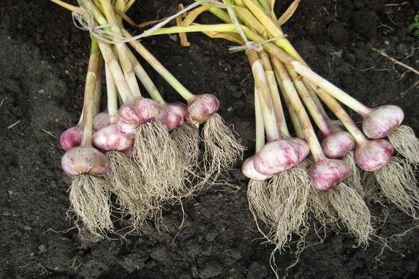 Knoblauch in den Eierstöcken