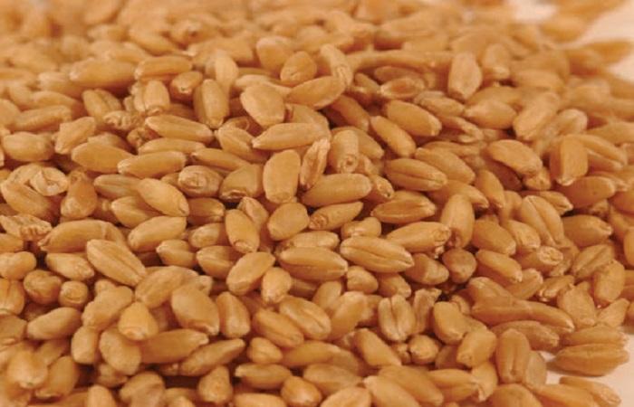 pšeničná zrna 