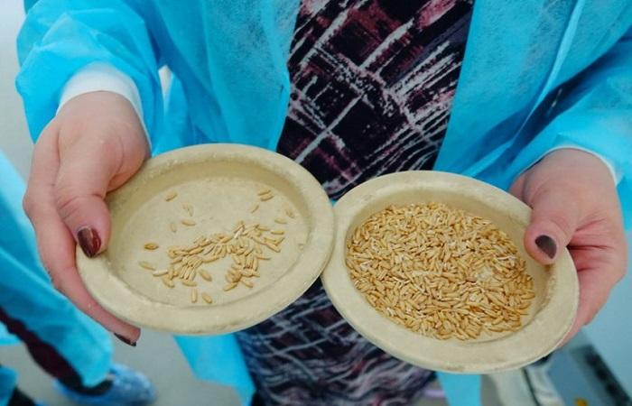 assiettes à grains 