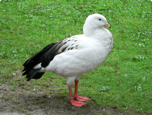 Andean goose