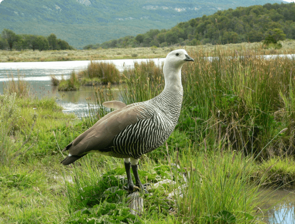 Magelāna zoss