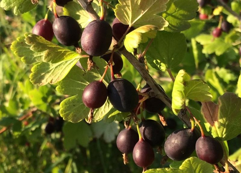 black gooseberry