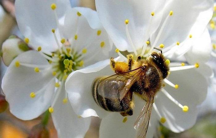 pollinisation des abeilles 