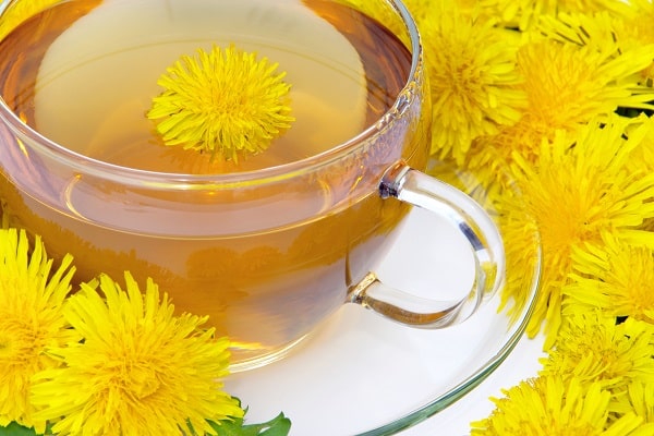 dandelion decoction