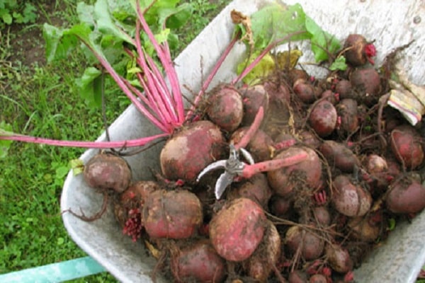 dahon ng beet