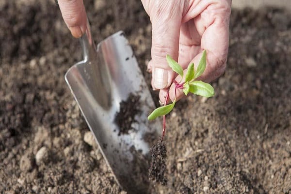 Que faire si des taches brunes ou brunes apparaissent sur les feuilles de betterave, comment les traiter