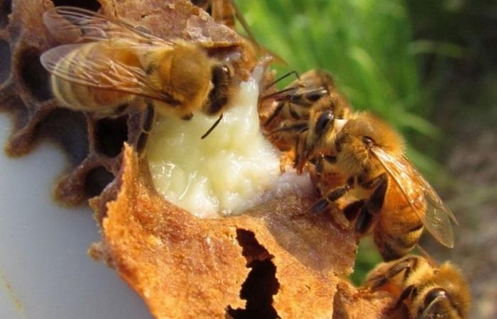 Was genau fressen Bienen in der Natur und im Bienenhaus? Fressen Insekten Honig?