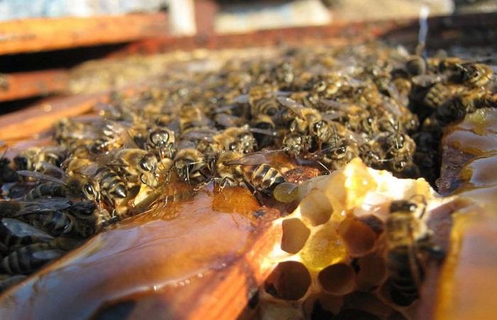 Bienen fressen 