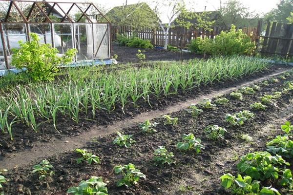 plantando fresas 