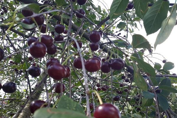 cereza varietal