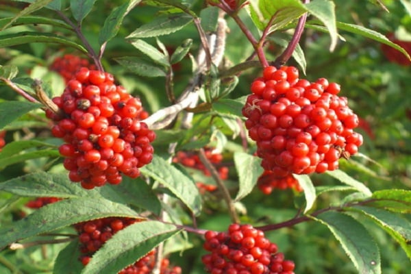 elderberries