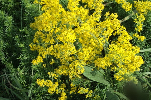 plantes de trèvol i mel