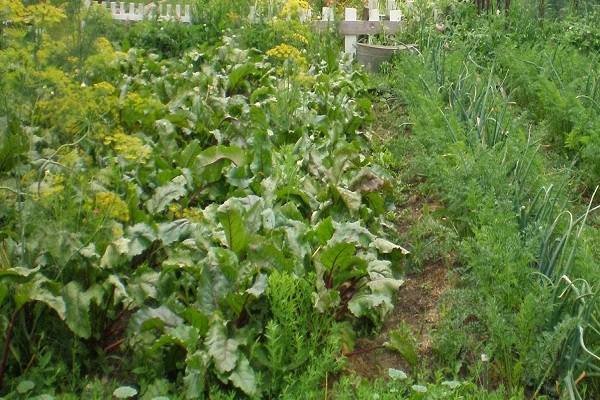 fitoncidas de plantas