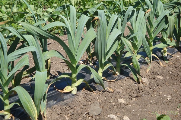 harvest plots