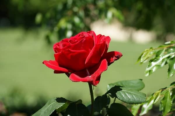 Red roses 