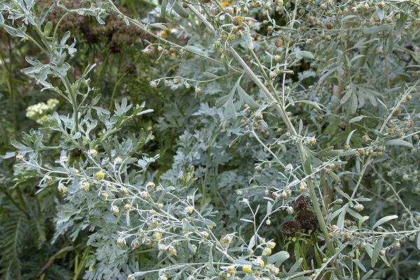 wormwood as a weed 