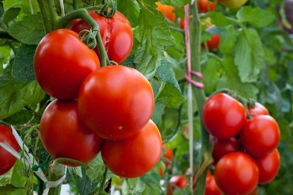 Tomaten angebaut 