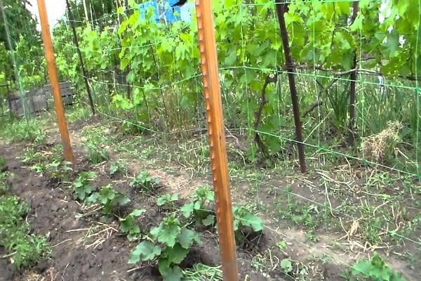 plantando pepinos