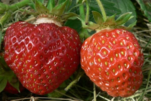 fresas en filas